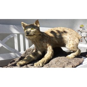 Gammel udstoppet los