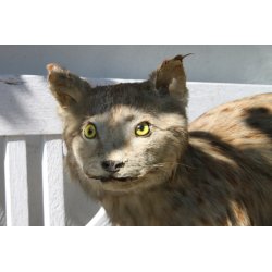 Gammel udstoppet los