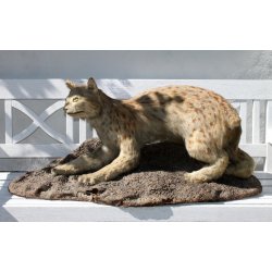 Gammel udstoppet los