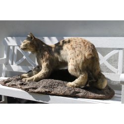 Gammel udstoppet los