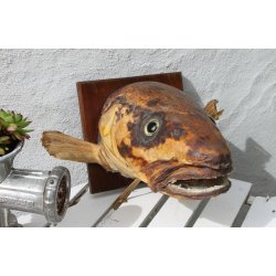 Gammel udstoppet fisk/torsk