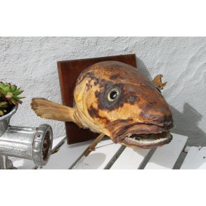 Gammel udstoppet fisk/torsk