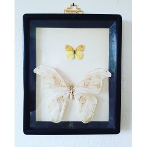 Sommerfugle i ramme