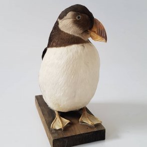 Udstoppet spapagje/Lunde