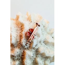 Victoriansk broche i forgyldt messing prydet med koral